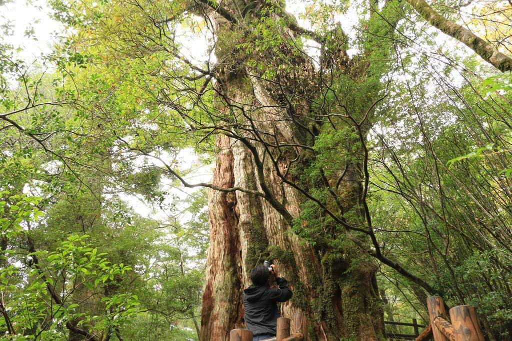 Minshuku Yakusugi-sou Hotel Yakushima  Eksteriør billede